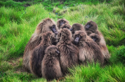 Listen Up, Gelada Baboons (Rod Waddington)  [flickr.com]  CC BY-SA 
License Information available under 'Proof of Image Sources'